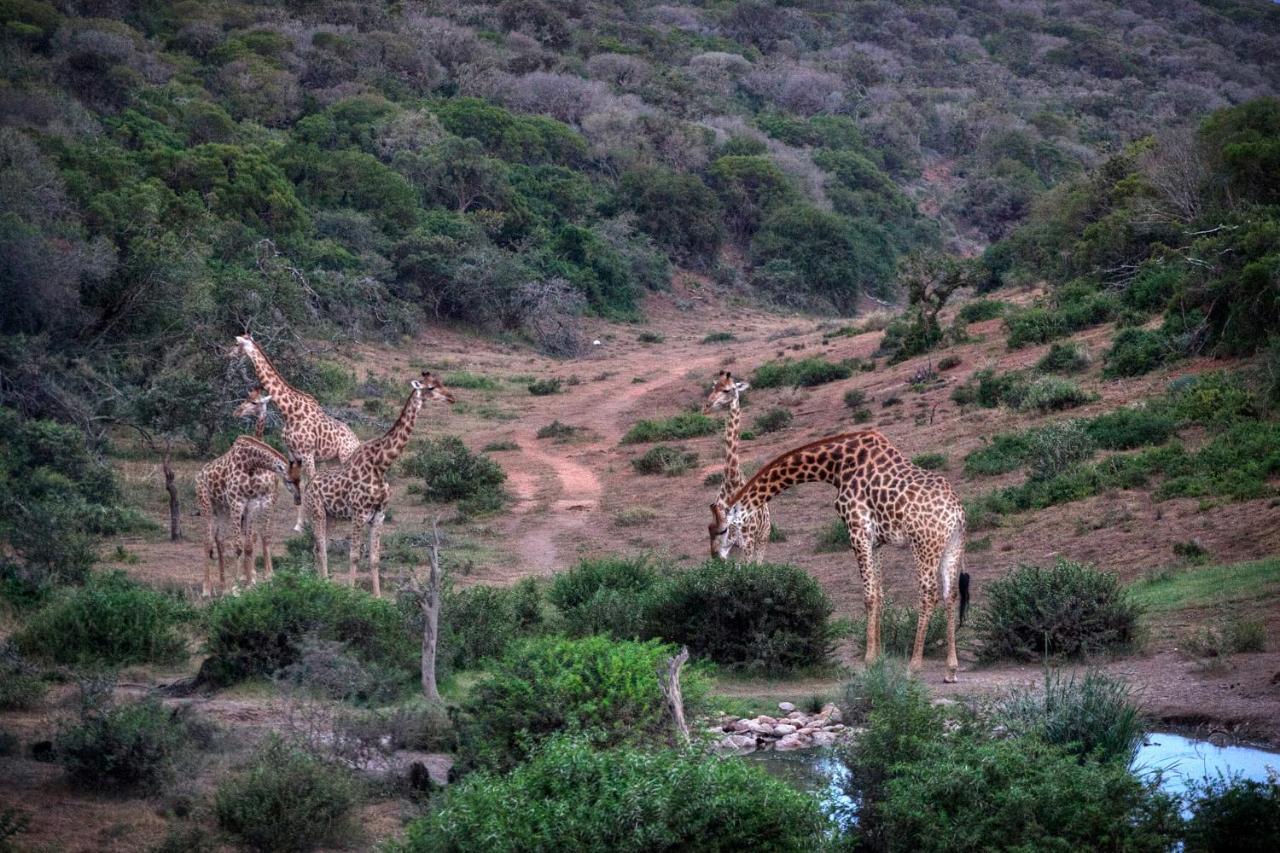 Safari Lodge - Amakhala Game Reserve Exterior photo