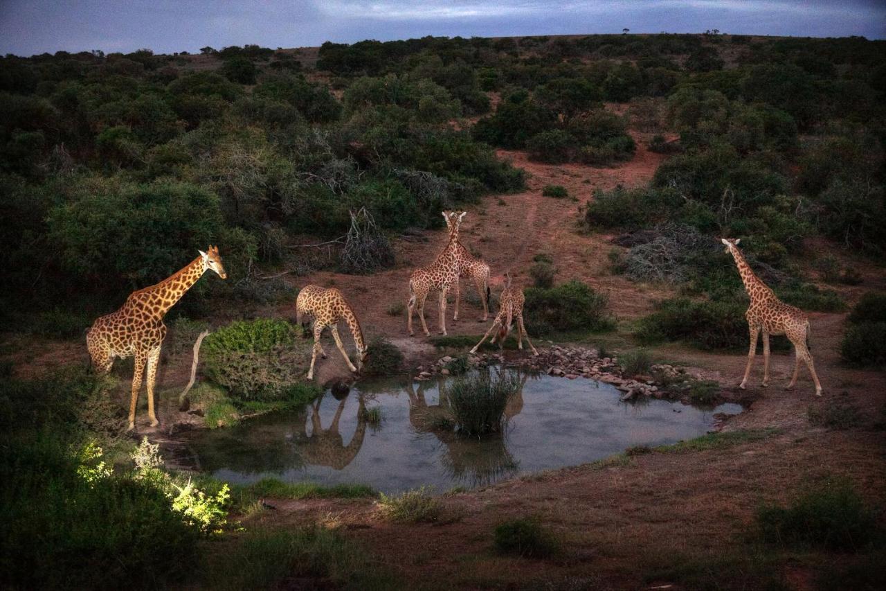 Safari Lodge - Amakhala Game Reserve Exterior photo