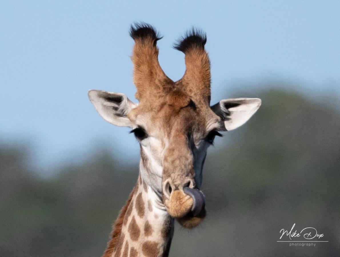 Safari Lodge - Amakhala Game Reserve Exterior photo