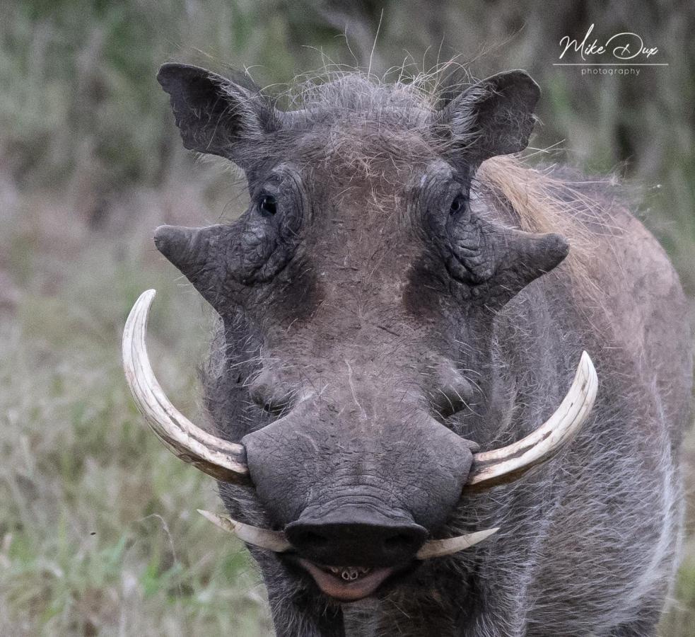 Safari Lodge - Amakhala Game Reserve Exterior photo
