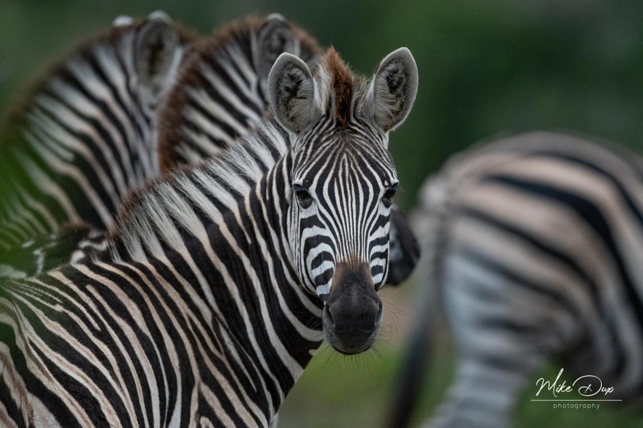 Safari Lodge - Amakhala Game Reserve Exterior photo