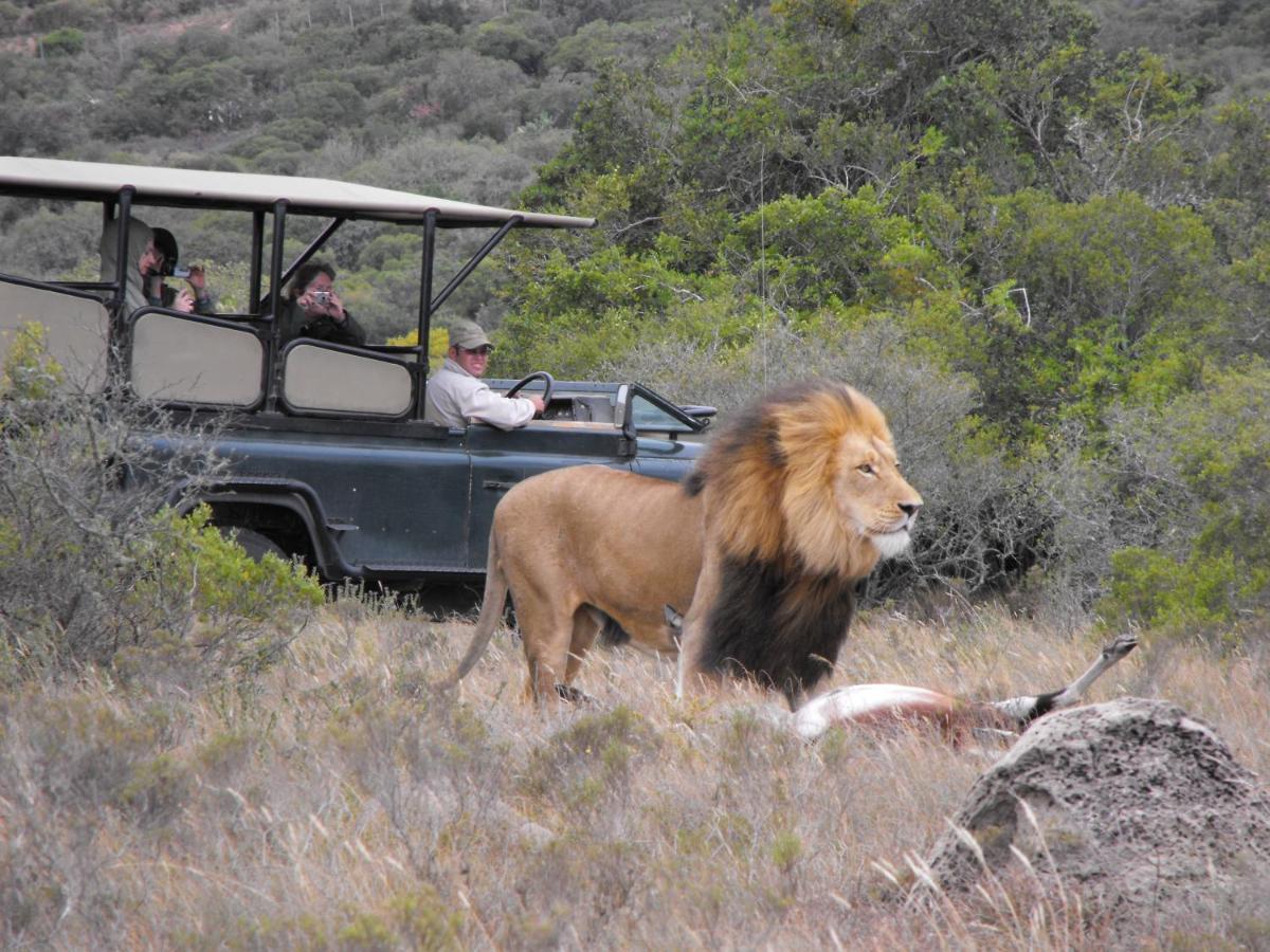 Safari Lodge - Amakhala Game Reserve Exterior photo