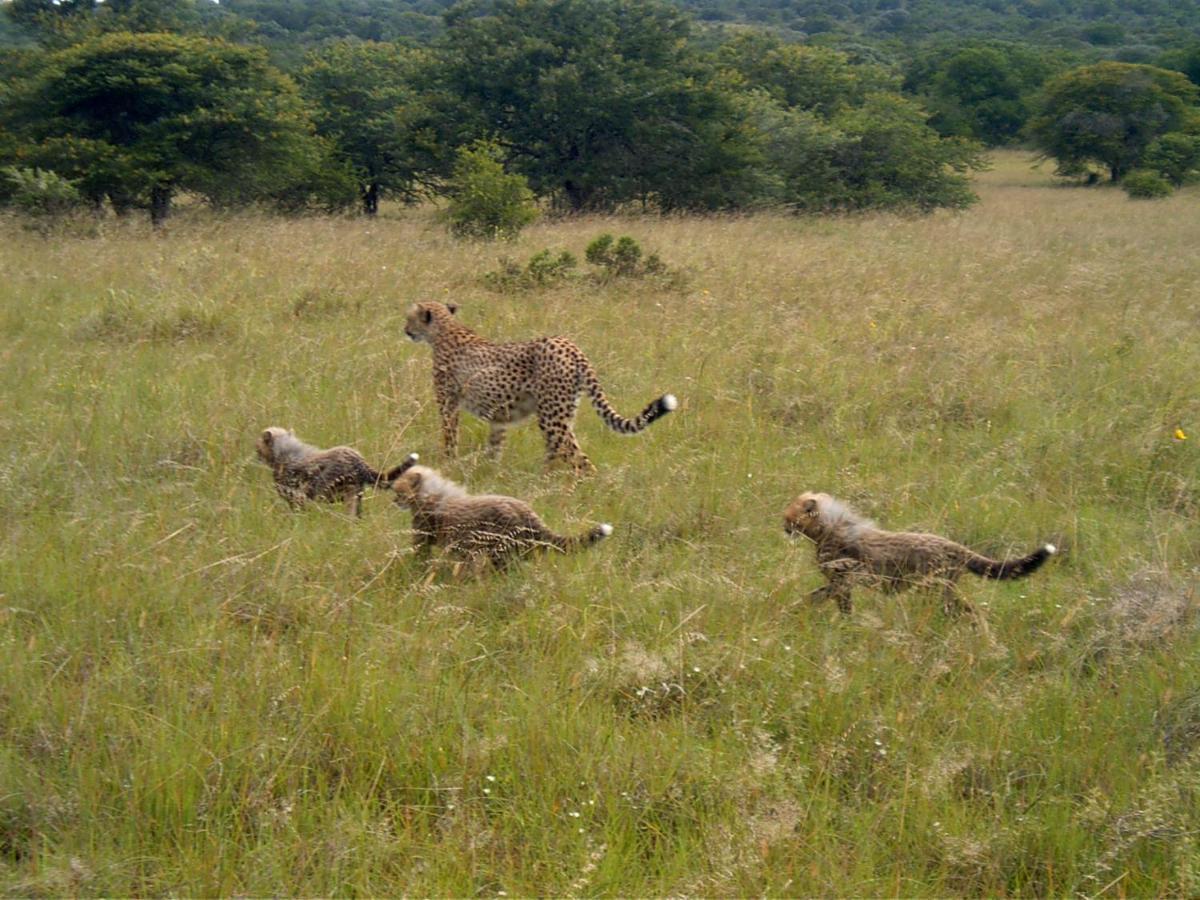 Safari Lodge - Amakhala Game Reserve Exterior photo