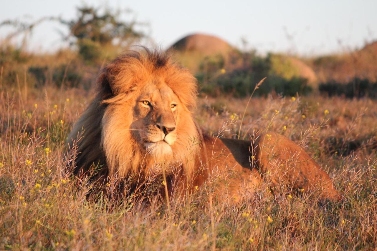 Safari Lodge - Amakhala Game Reserve Exterior photo