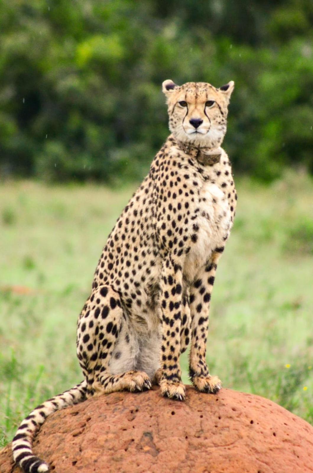 Safari Lodge - Amakhala Game Reserve Exterior photo